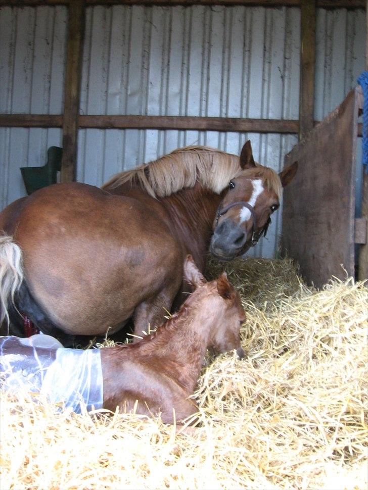 Anden særlig race Rosenkildes deeba billede 11