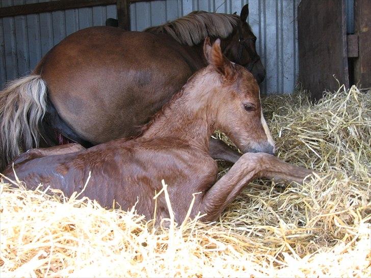 Anden særlig race Rosenkildes deeba billede 12