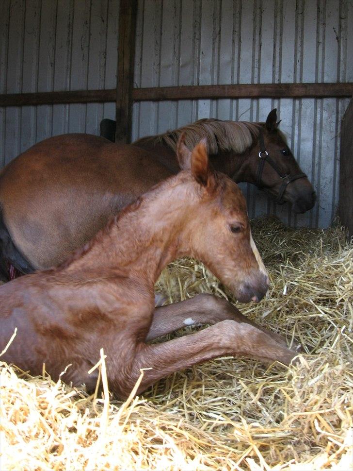 Anden særlig race Rosenkildes deeba billede 13