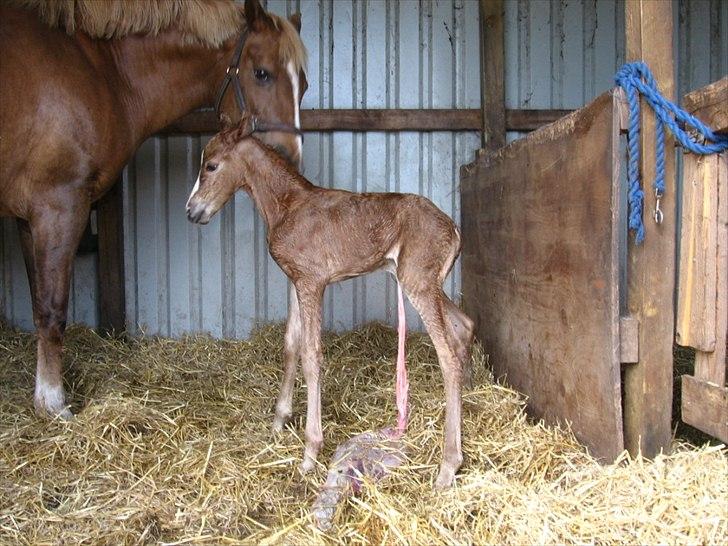 Anden særlig race Rosenkildes deeba billede 14