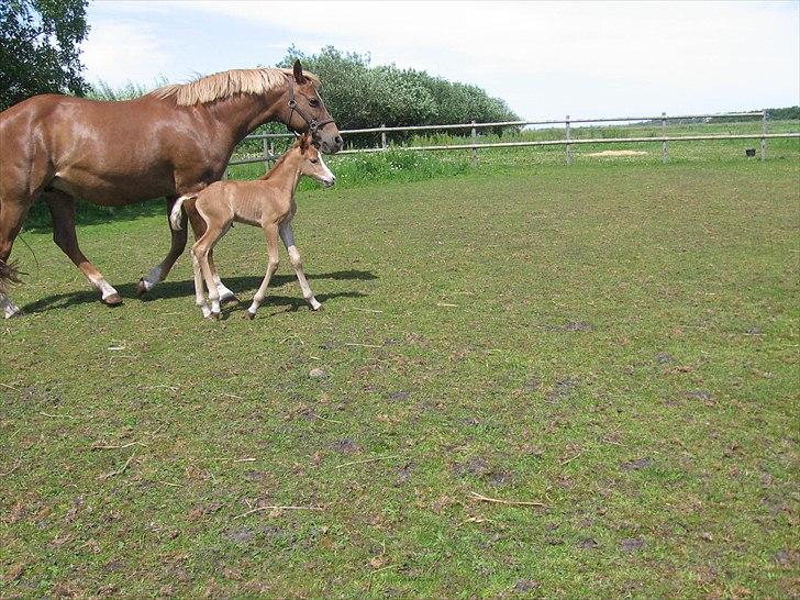 Anden særlig race Rosenkildes deeba billede 15
