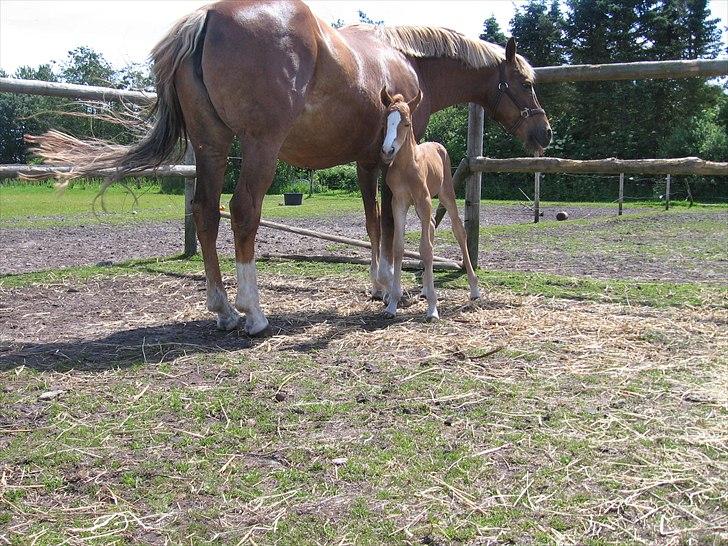Anden særlig race Rosenkildes deeba billede 16
