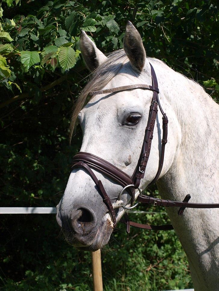 Holstener Toermalijn R.I.P :S - Thor med sit ny hovdetøj på :)<3 billede 15