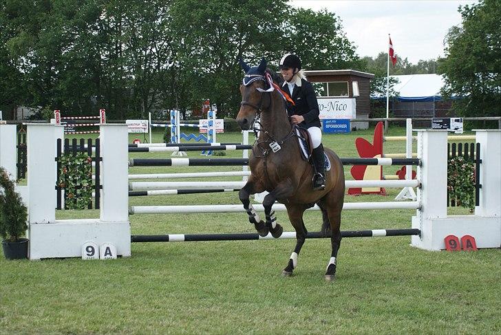 Tysk Oldenburger Leonardo 381 - Leo ville gerne have lov til at løbe æresrunde :) billede 16