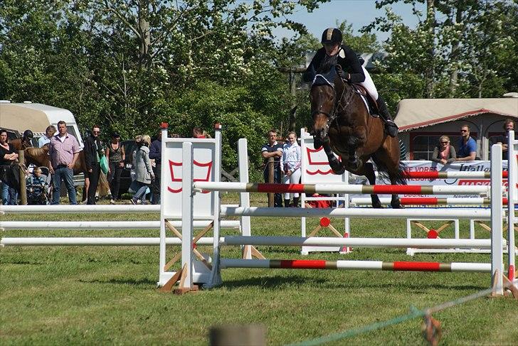 Tysk Oldenburger Leonardo 381 - Til stævne på Hjallerup marked, hvor han vinder La' billede 20