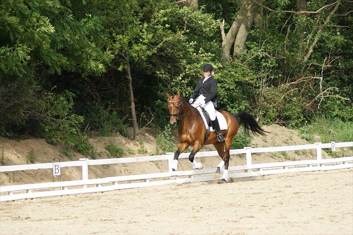 Dansk Varmblod Leuth Of Atlantic - Leuth og jeg stævne i VOSK :) foto: Anja Tærsker billede 11