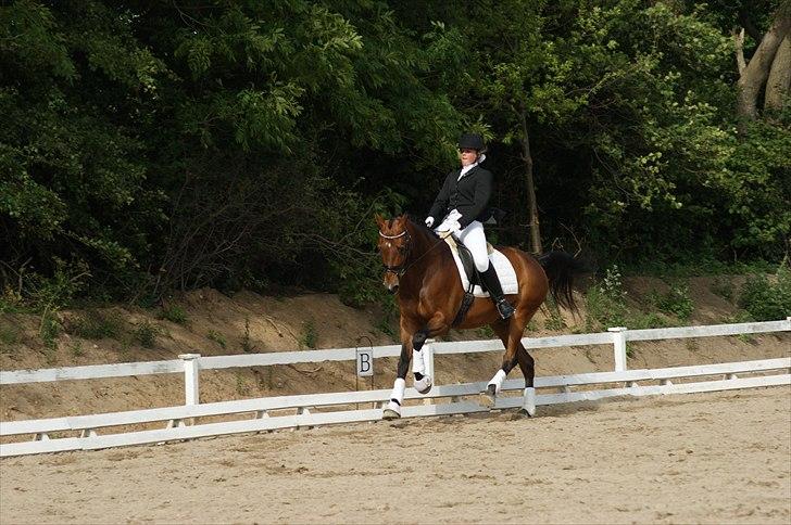 Dansk Varmblod Leuth Of Atlantic - Leuth og jeg stævne i vosk :) juni 2011. Foto: Anja Tærsker :) billede 12