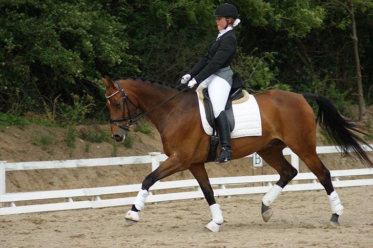 Dansk Varmblod Leuth Of Atlantic - Stævne i VOSK :) juni 2011- foto: Anja Tærsker :) billede 13