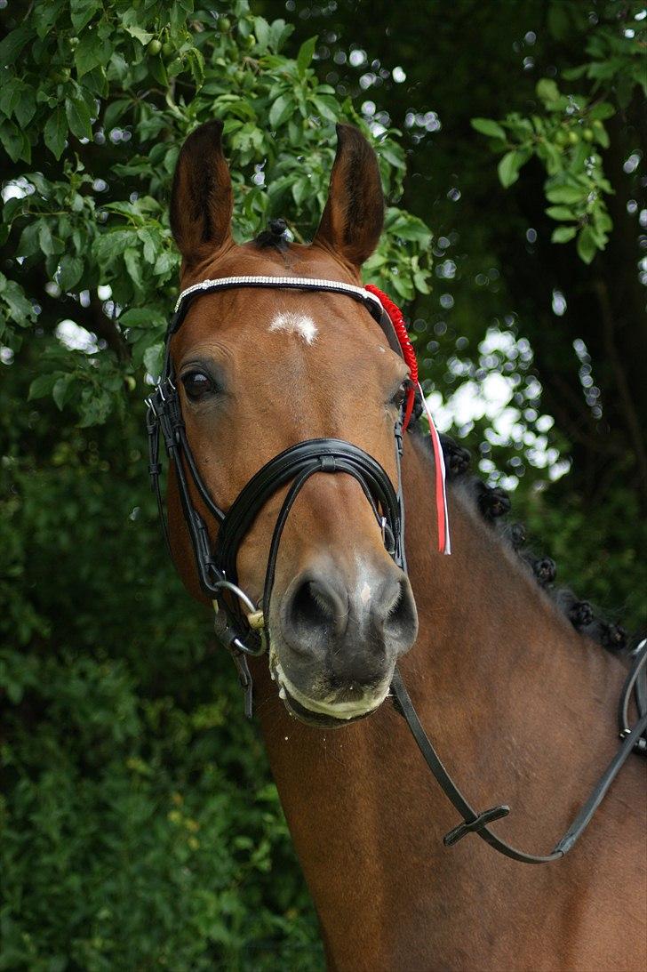 Dansk Varmblod Leuth Of Atlantic - Smukke LEuth. LB2 til 69,6% ;) stævne i vosk 2011:) foto: Anja tærsker billede 2