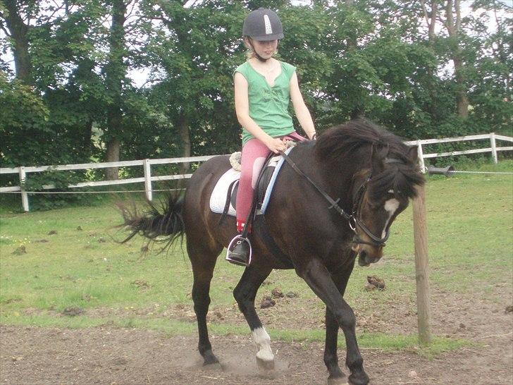 New Forest Sunlight billede 1