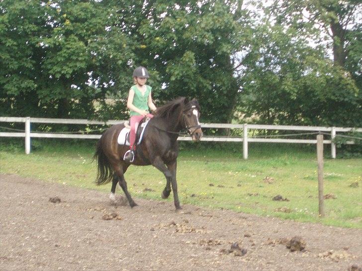 New Forest Sunlight billede 2