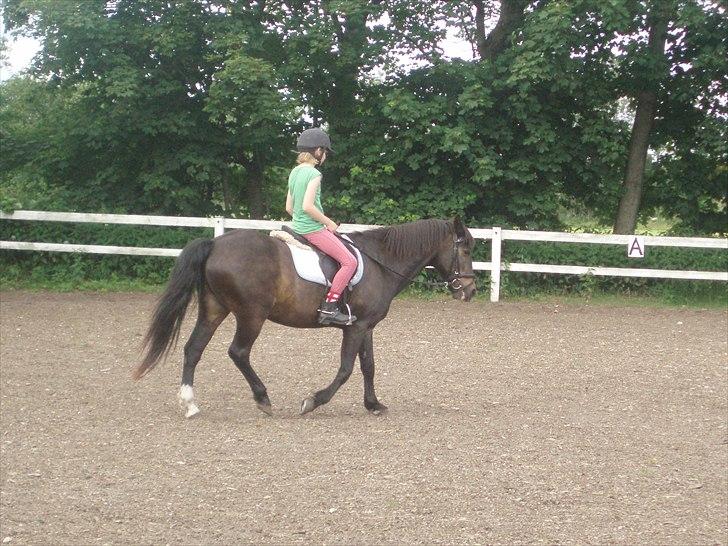 New Forest Sunlight billede 3