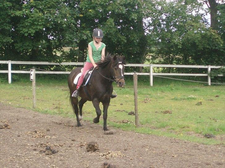 New Forest Sunlight billede 4