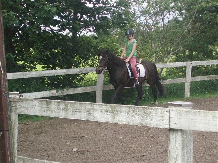 New Forest Sunlight billede 5