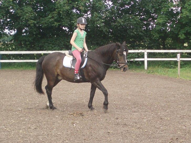 New Forest Sunlight billede 6