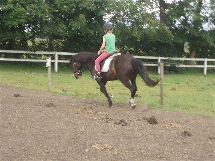 New Forest Sunlight billede 7