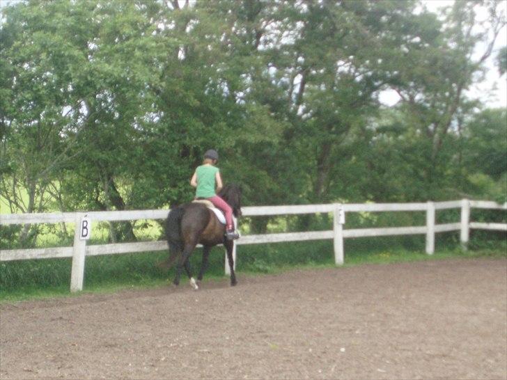 New Forest Sunlight billede 8