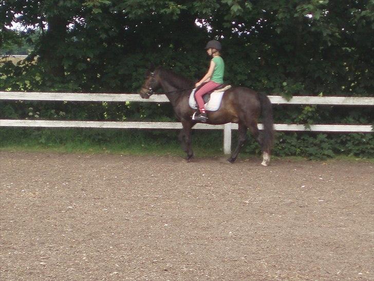 New Forest Sunlight billede 9