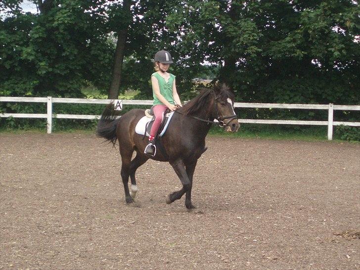 New Forest Sunlight billede 10