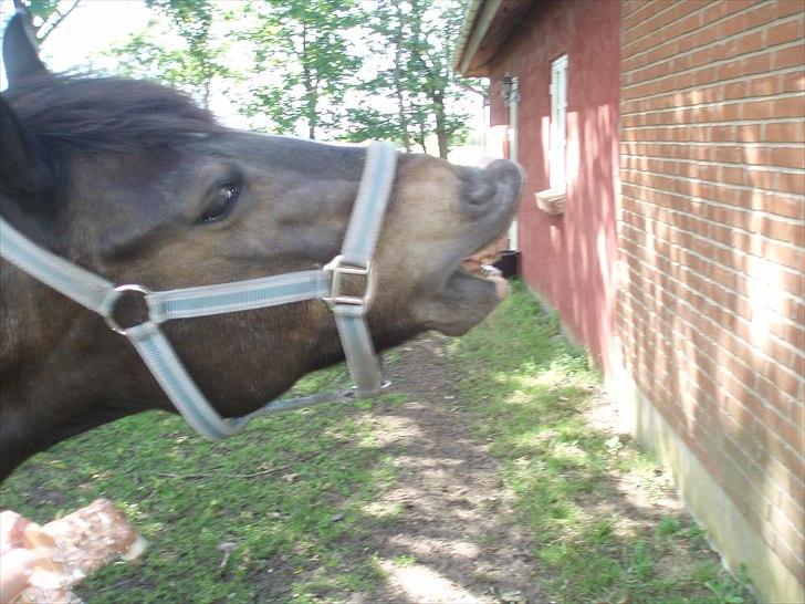 New Forest Sunlight billede 11