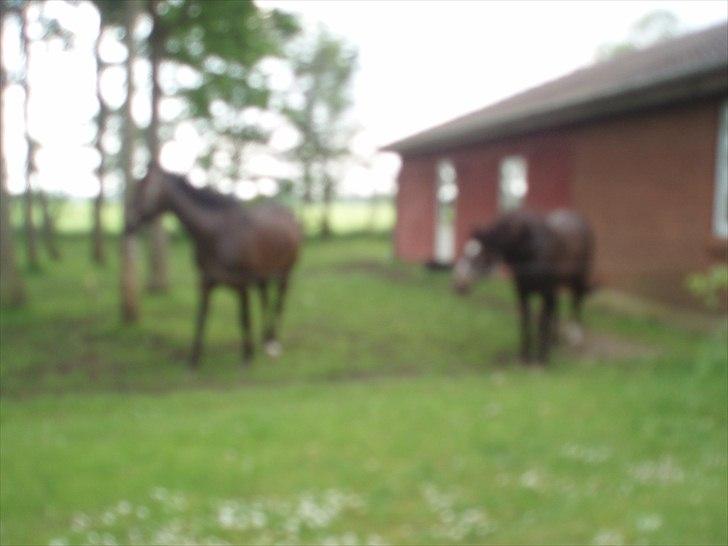 New Forest Sunlight billede 12