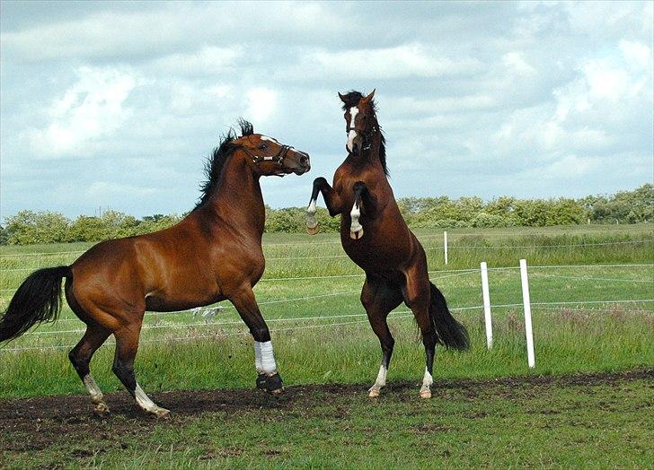 Dansk Varmblod Butler 227 - Butler 25/6-2011 billede 15