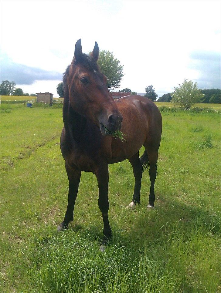 Traver Iceman Face billede 9