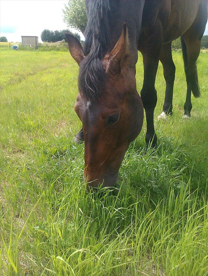 Traver Iceman Face billede 10