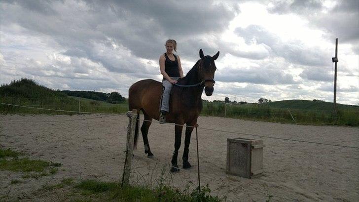 Dansk Varmblod Mergelgårdens Zeon - 3 mdr siden han havde rytter på sidst, første gang uden sadel :) billede 11