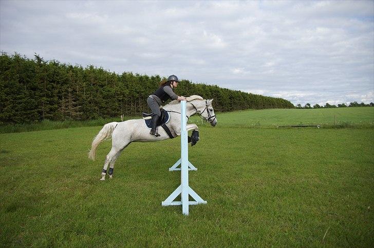 Holstener Orlandas girl billede 4