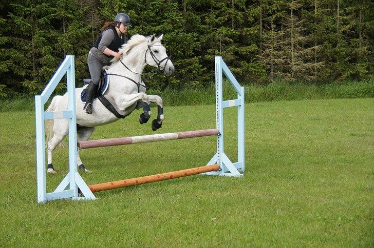 Holstener Orlandas girl billede 6