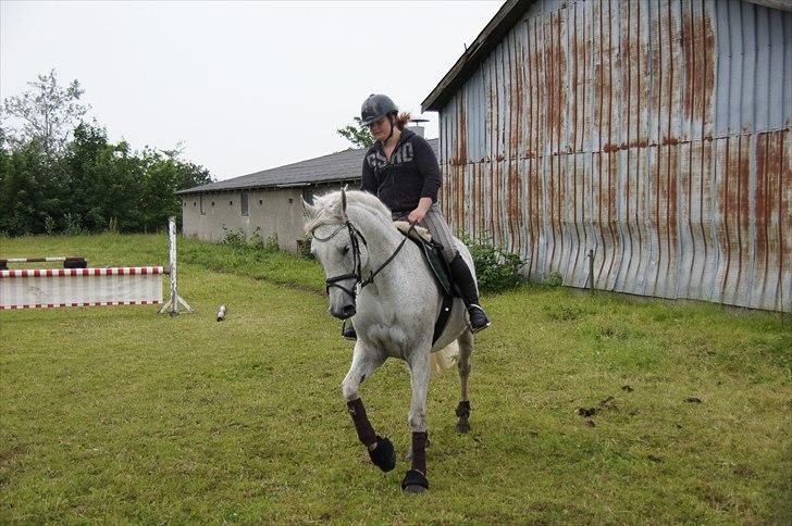 Holstener Orlandas girl billede 7