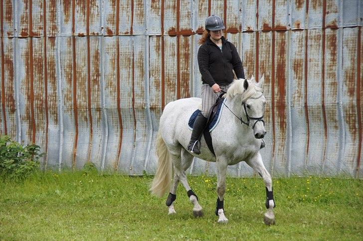 Holstener Orlandas girl billede 9