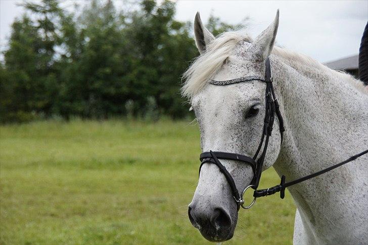 Holstener Orlandas girl billede 11