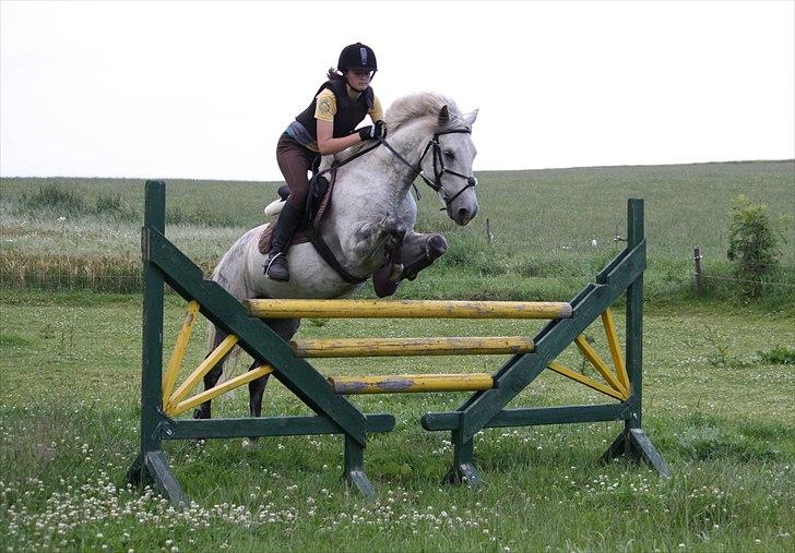 Welsh Cob (sec D) Athos/Mowgli - Spring træning der hjemme :) springer 120 Foto : Mor billede 19