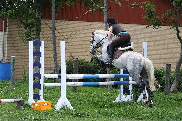 Welsh Cob (sec D) Athos/Mowgli - Spring træning der hjemme :) Foto : mor billede 17