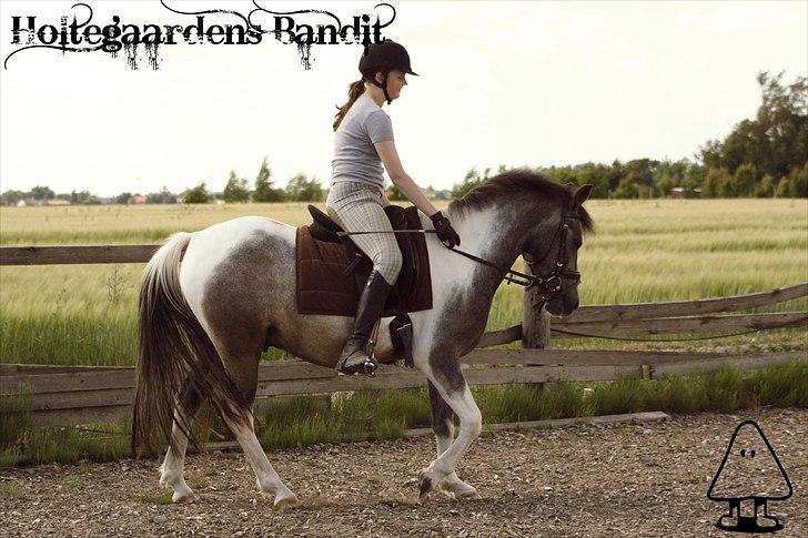 Tysk Sportspony Holtegårdens Bandit SOLGT - 9. billede 9