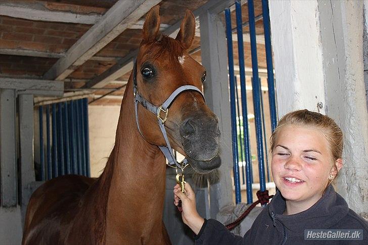 Arabisk fuldblod (OX) Jorik <3 - HAHA hans mule og mit ansigt XD billede 7