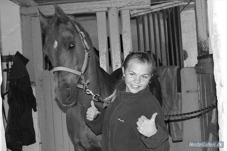 Arabisk fuldblod (OX) Jorik <3 - ja det sgu frækt HAHA XD billede 8