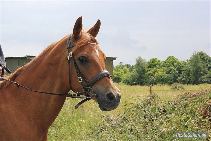 Arabisk fuldblod (OX) Jorik <3 - det var så jorik's profil :D <3 billede 18