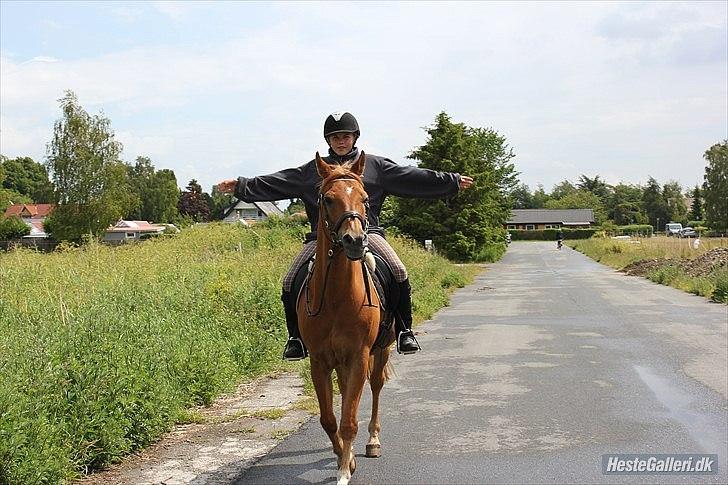 Arabisk fuldblod (OX) Jorik <3 - <3 billede 9