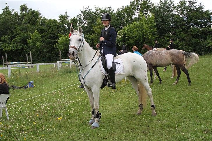 Anden særlig race Serina-Plet - smukke Plet til spring stævne :D DEJLIG HEST :D billede 1