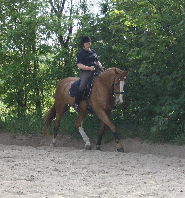 Dansk Varmblod Grusgårds Minell billede 18