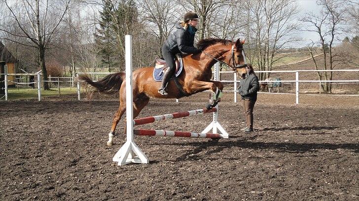 Anden særlig race Vestergård Nikita - feb 2011 da jeg lige hade fået hende hjem billede 3