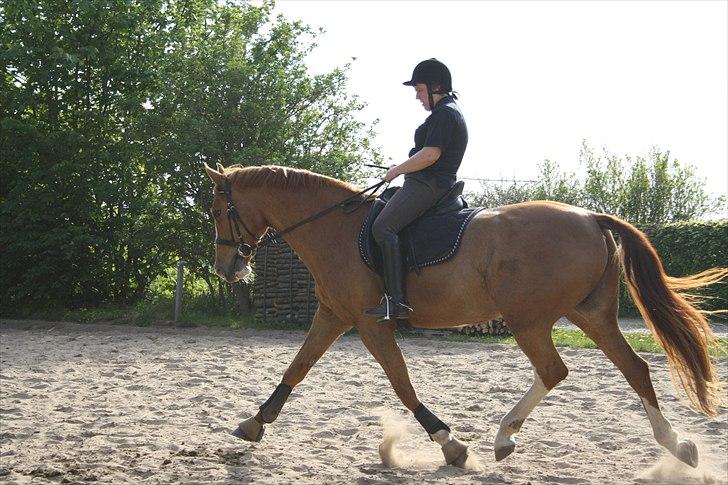Dansk Varmblod Grusgårds Minell billede 19