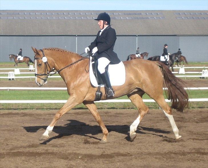 Dansk Varmblod Grusgårds Minell billede 13