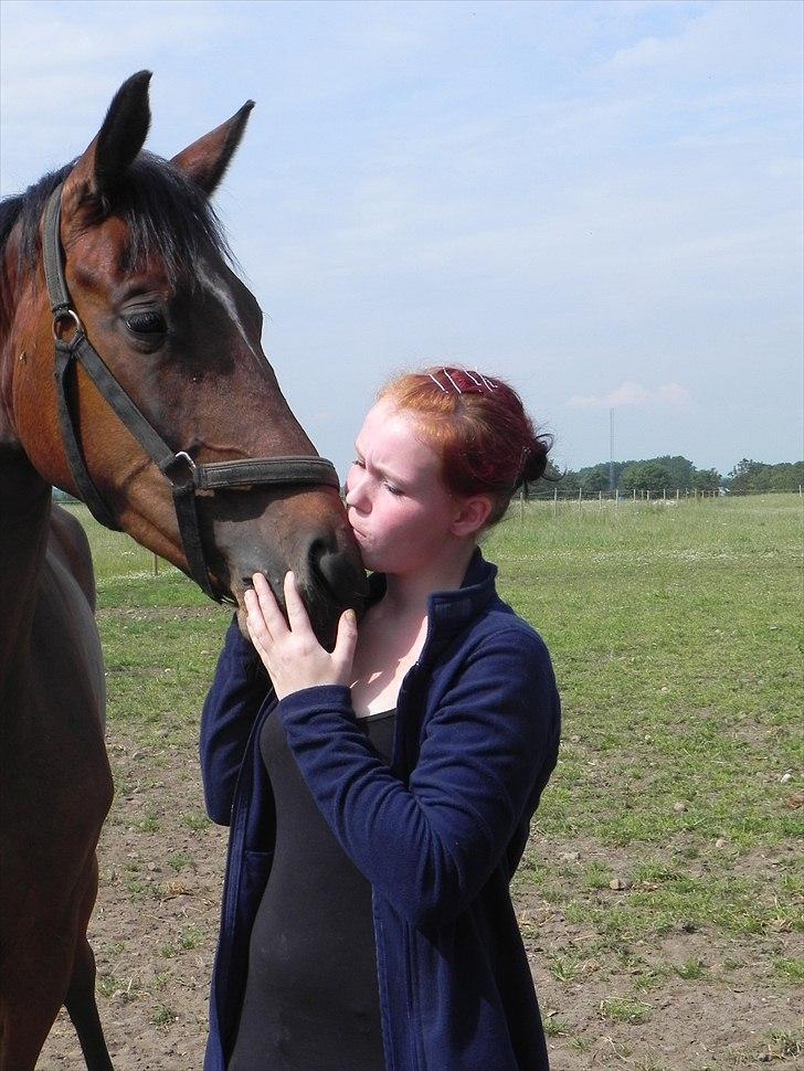 Dansk Varmblod Lucky Girl K (Gisle) STJERNE HEST - min Prinsesse :) billede 3