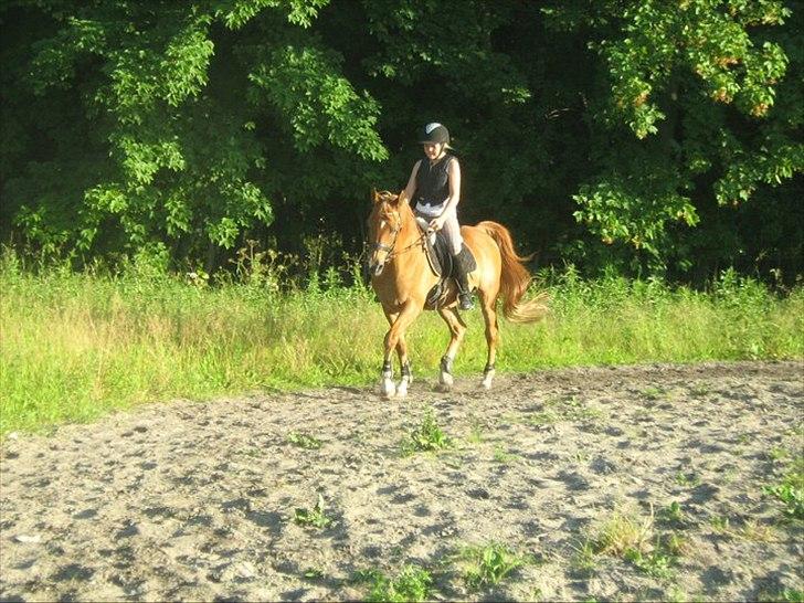 Arabisk fuldblod (OX) Jorik <3 - <3 billede 10