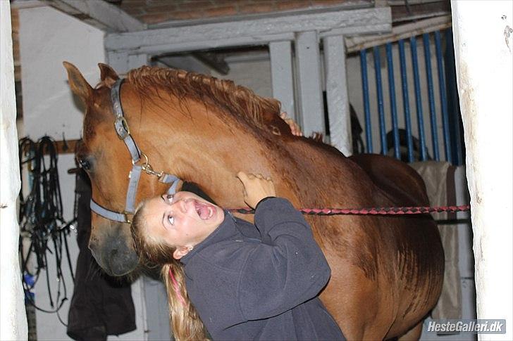 Arabisk fuldblod (OX) Jorik <3 - <3 billede 11