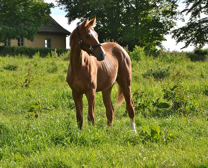 Dansk Varmblod J'adore billede 5